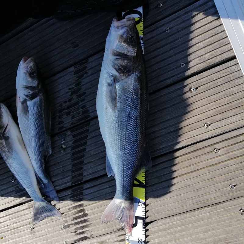Fish Measure Picture
