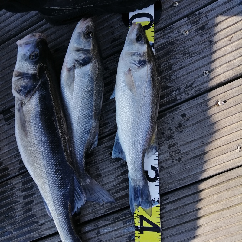 Fish Measure Picture