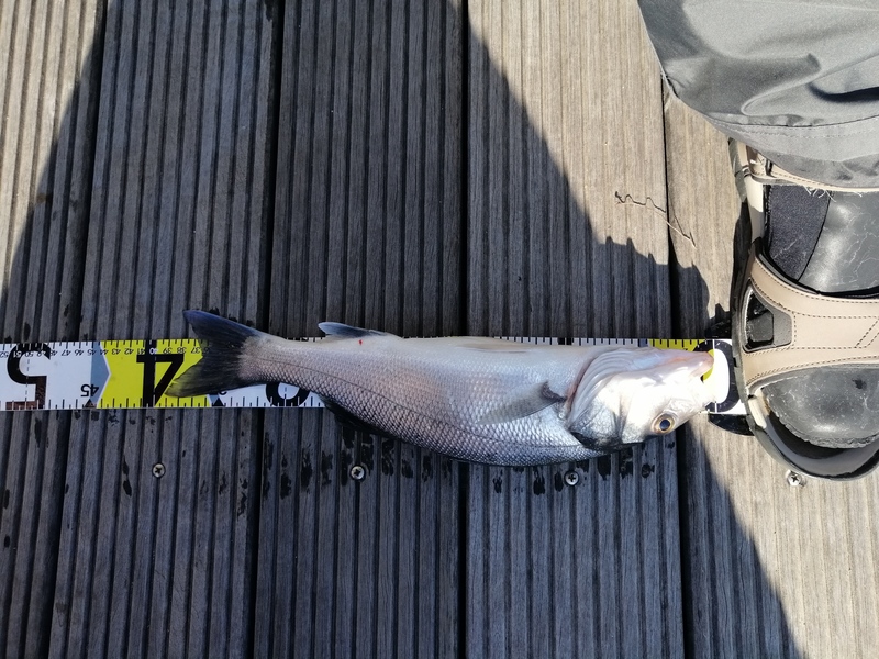 Fish Measure Picture