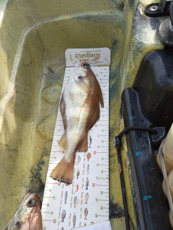 Fish Measure Picture
