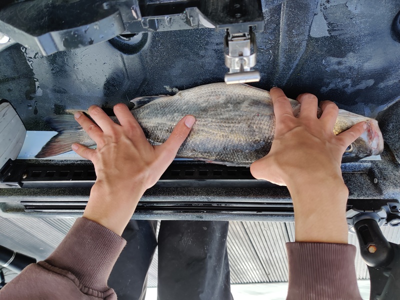 Fish Measure Picture