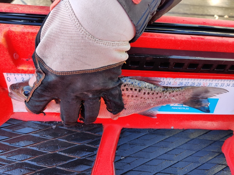 Fish Measure Picture