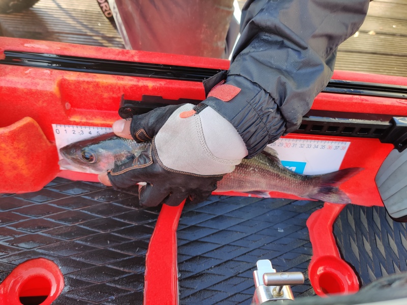 Fish Measure Picture