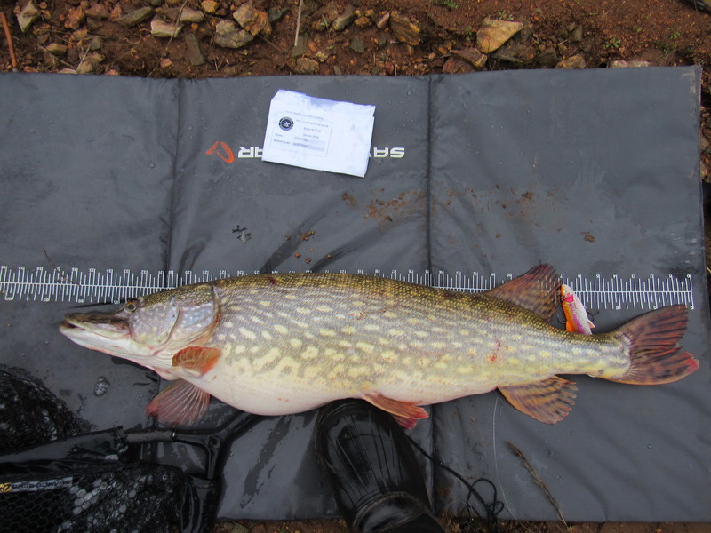 Fish Measure Picture