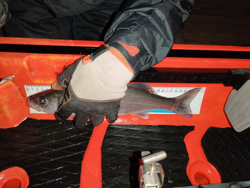 Fish Measure Picture