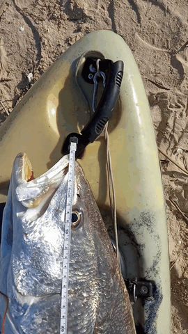 Fish Measure Picture