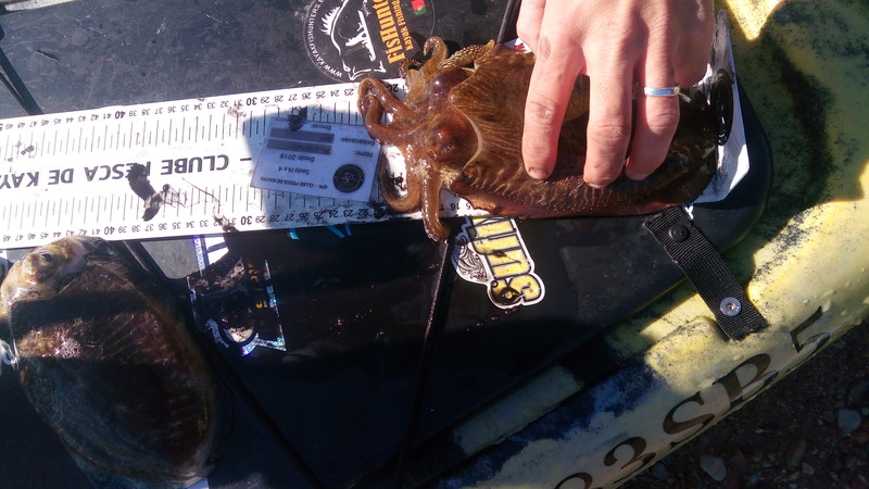 Fish Measure Picture