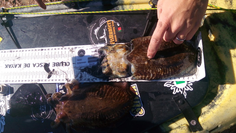 Fish Measure Picture