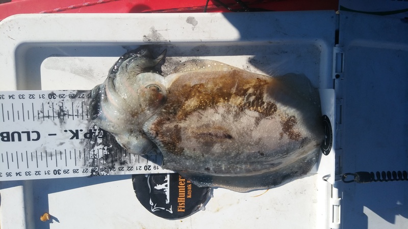 Fish Measure Picture