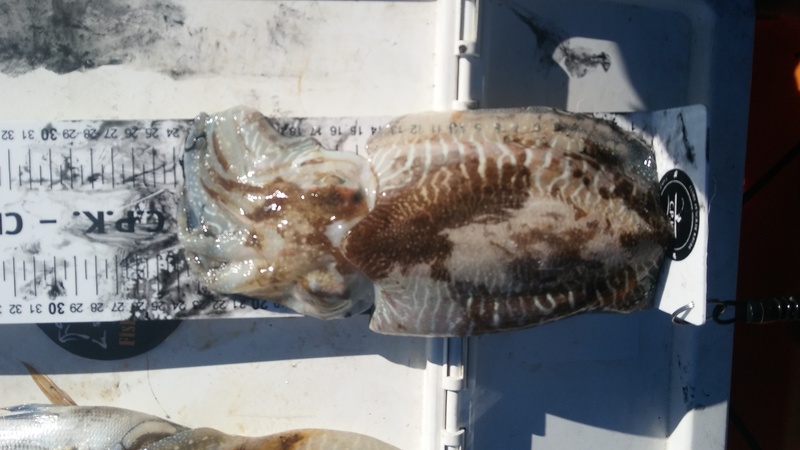 Fish Measure Picture