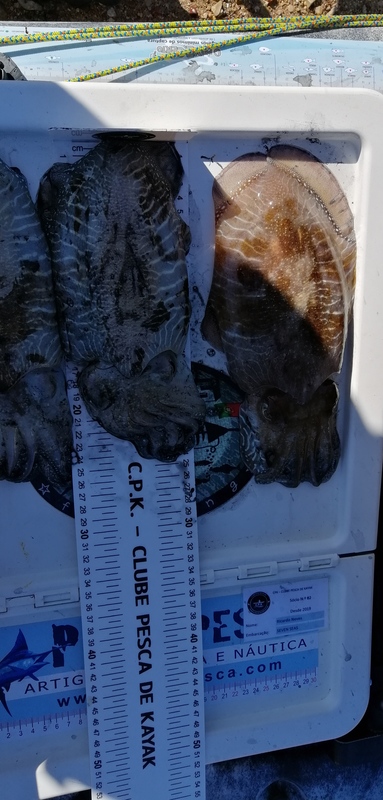 Fish Measure Picture