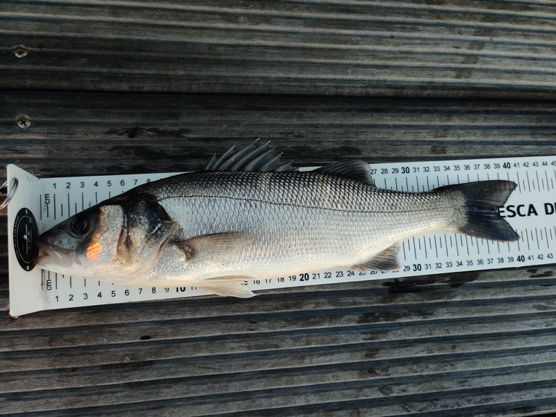 Fish Measure Picture