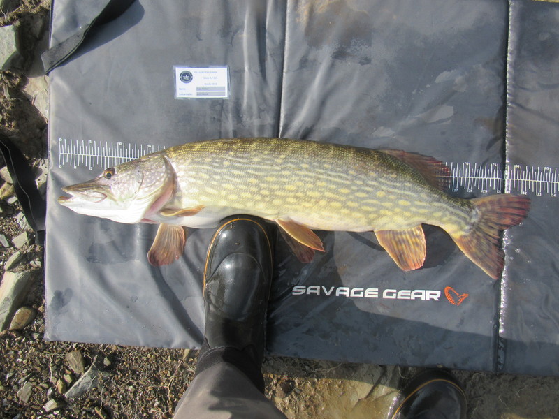 Fish Measure Picture