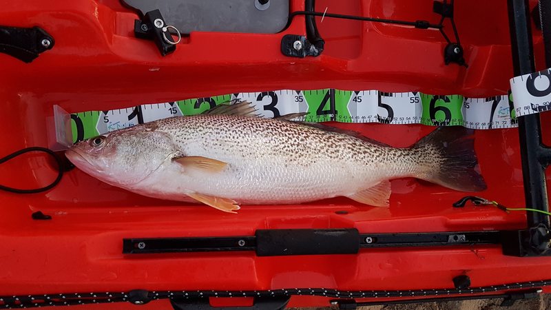 Fish Measure Picture