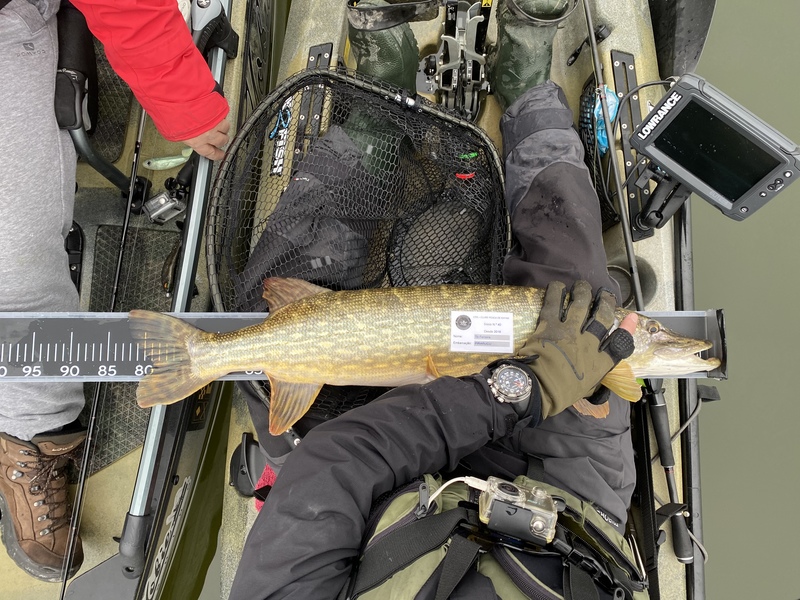 Fish Measure Picture