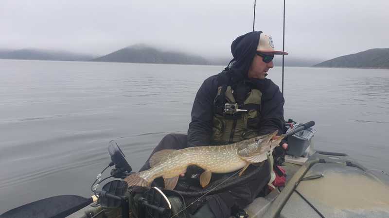 Fish Profile Picture