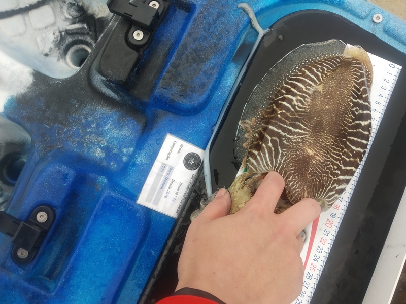 Fish Measure Picture