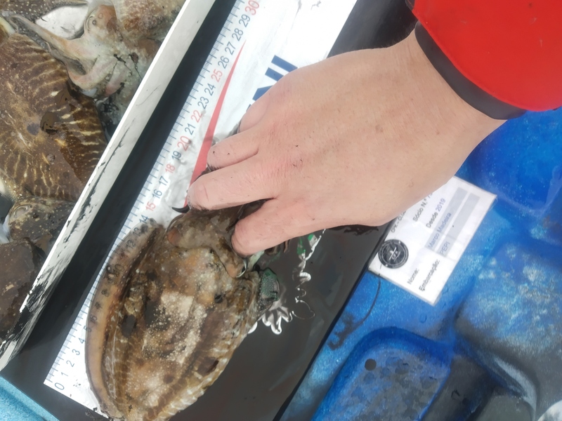 Fish Measure Picture