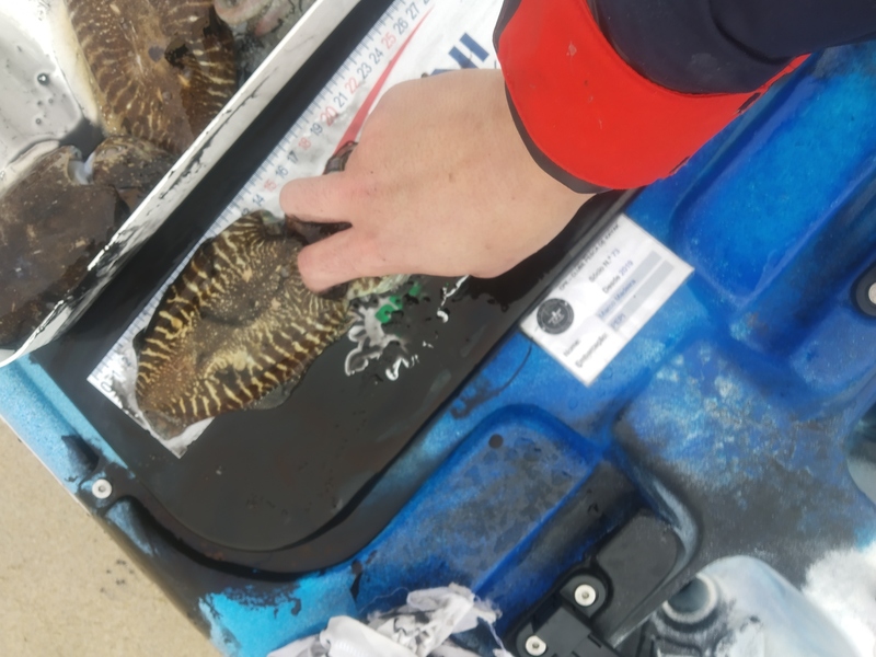 Fish Measure Picture