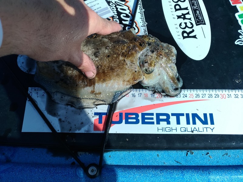 Fish Measure Picture