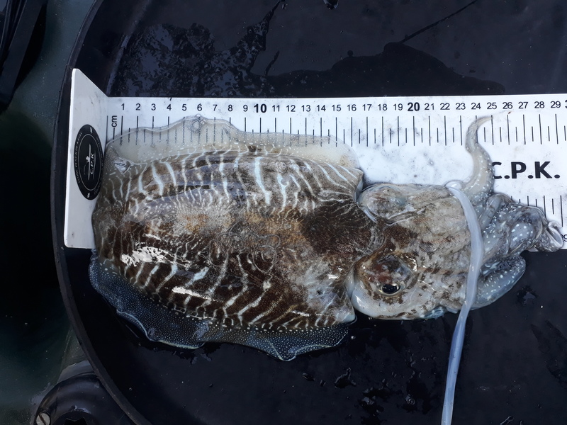 Fish Measure Picture