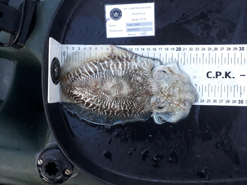 Fish Measure Picture