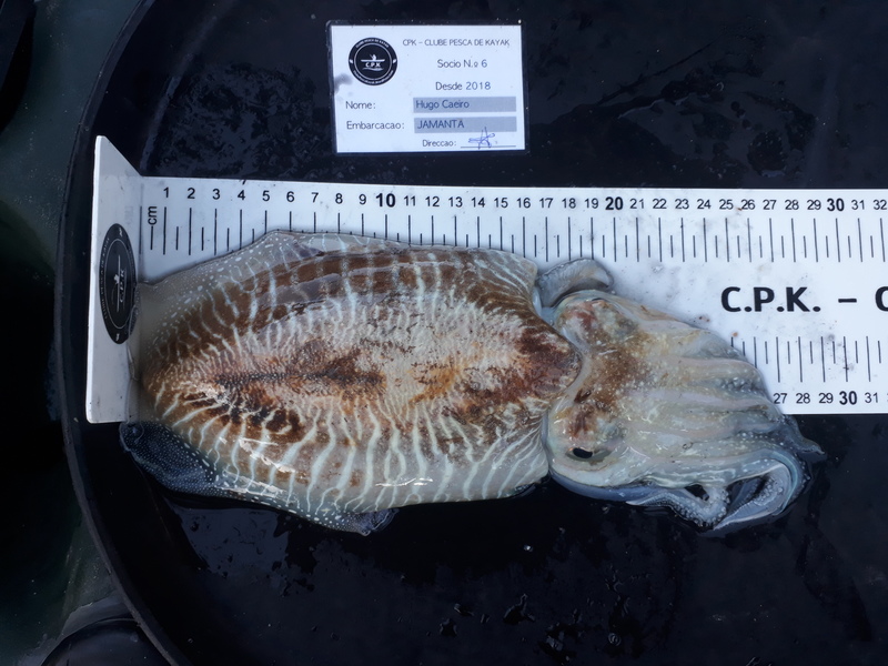 Fish Measure Picture
