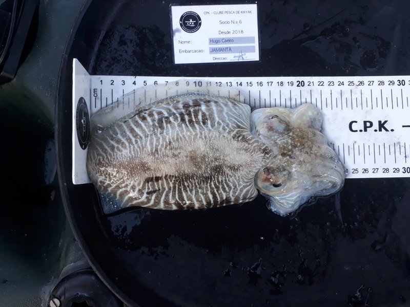 Fish Measure Picture