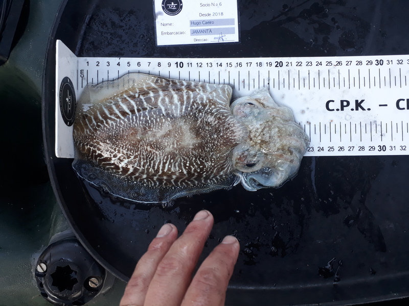Fish Measure Picture
