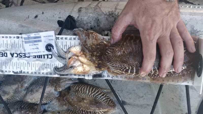 Fish Measure Picture