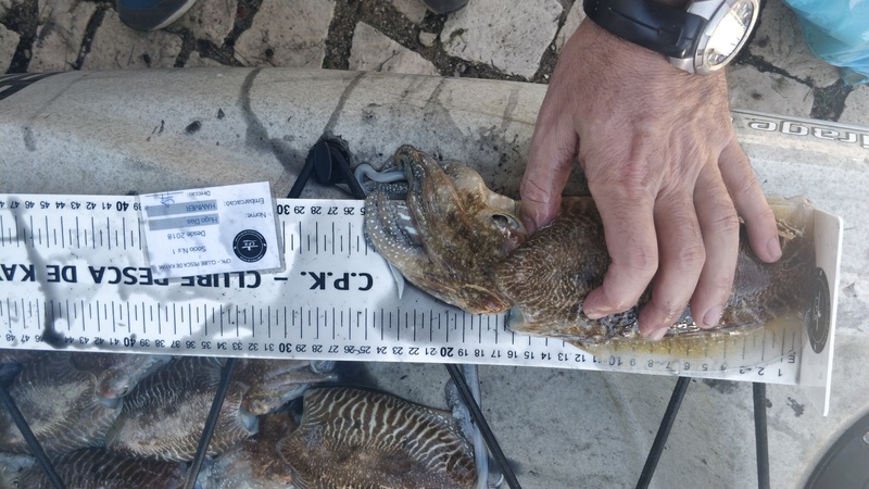 Fish Measure Picture