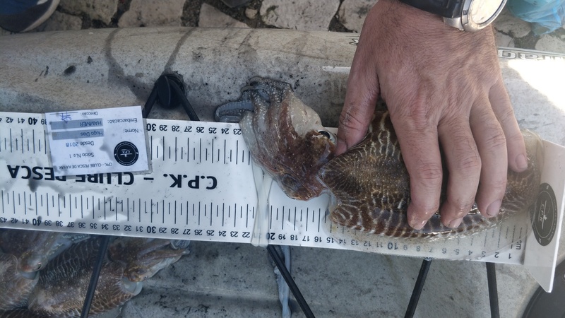 Fish Measure Picture