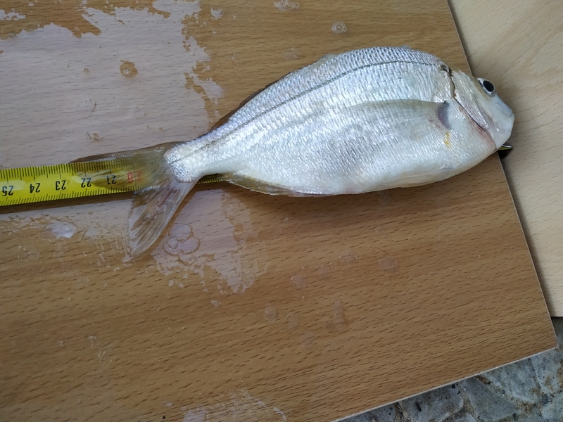 Fish Measure Picture