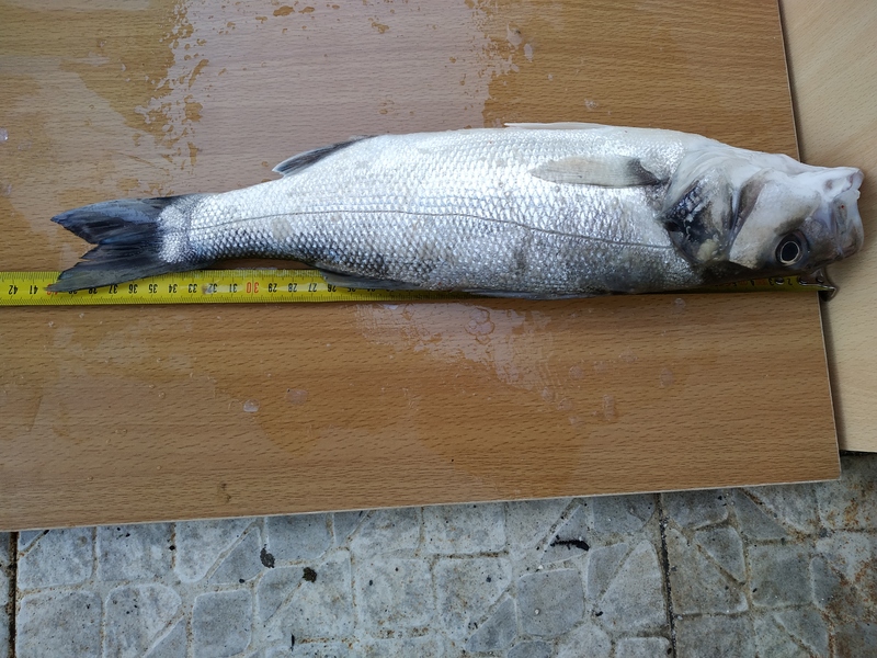 Fish Measure Picture