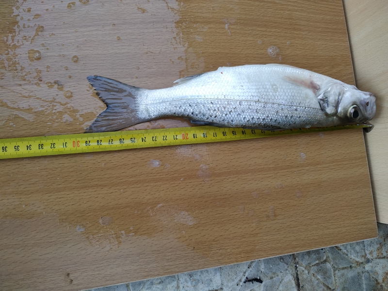 Fish Measure Picture