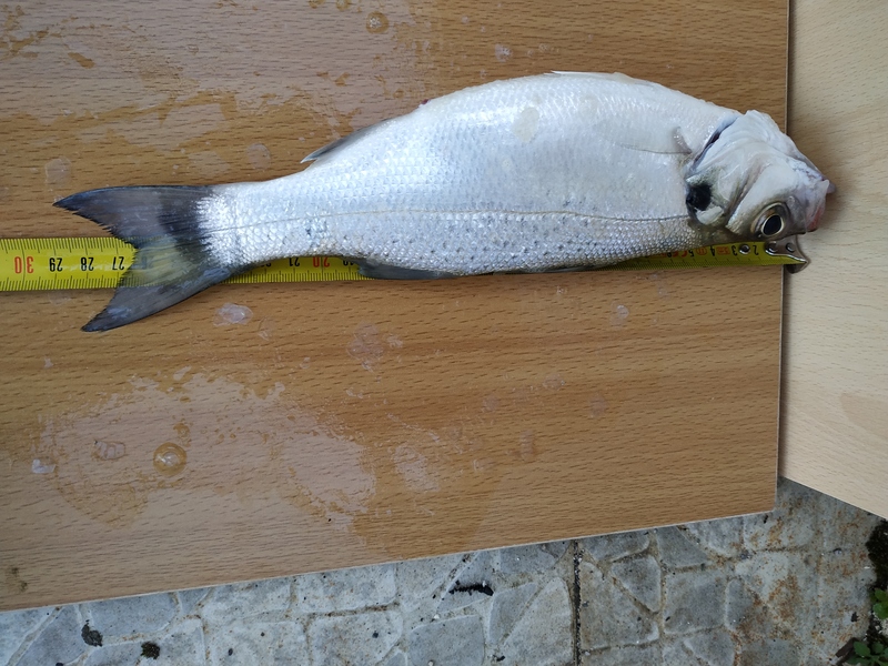 Fish Measure Picture
