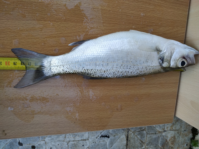 Fish Measure Picture