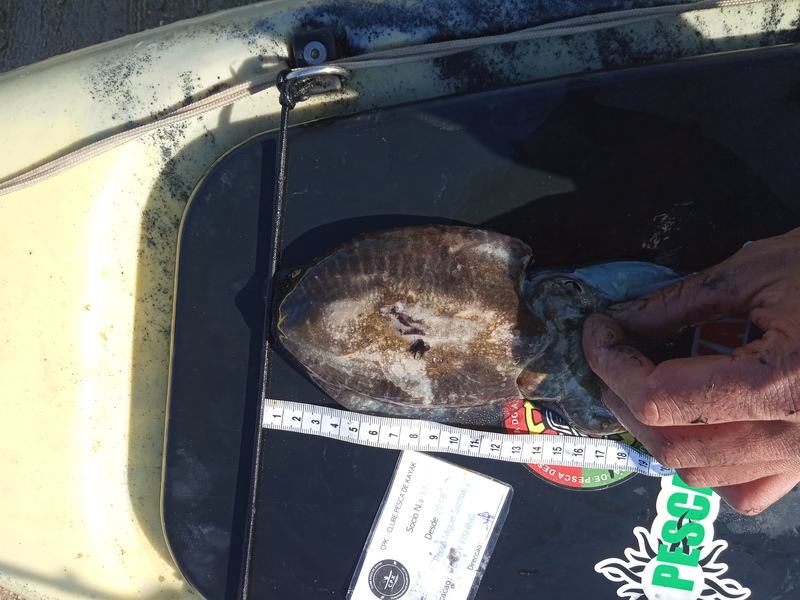 Fish Measure Picture