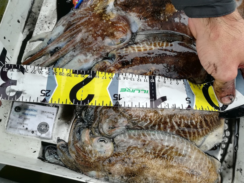 Fish Measure Picture