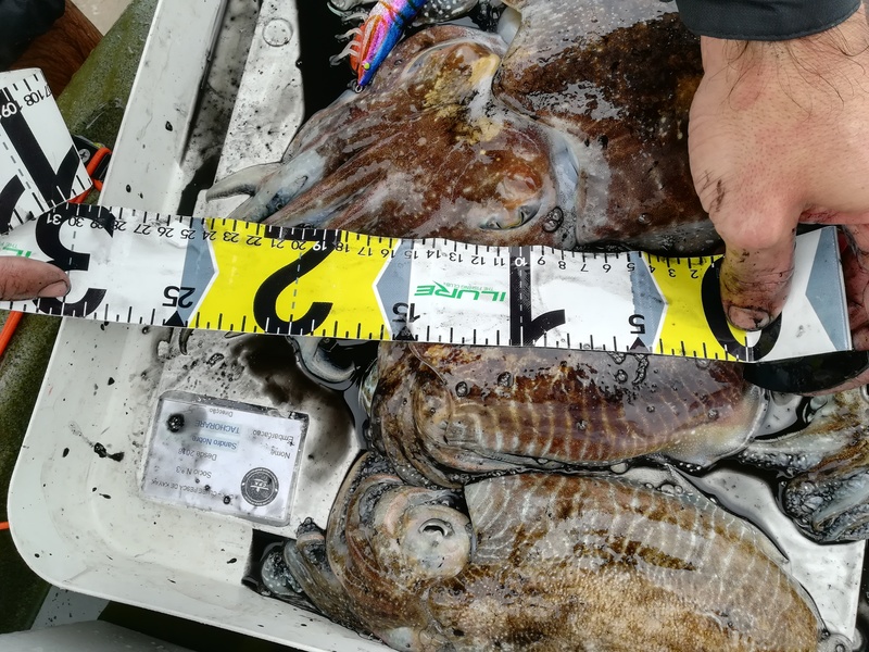 Fish Measure Picture