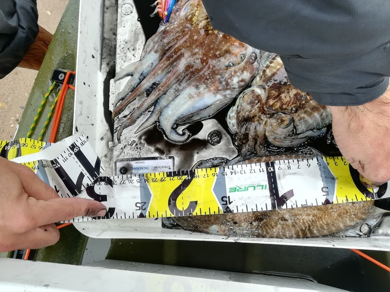 Fish Measure Picture