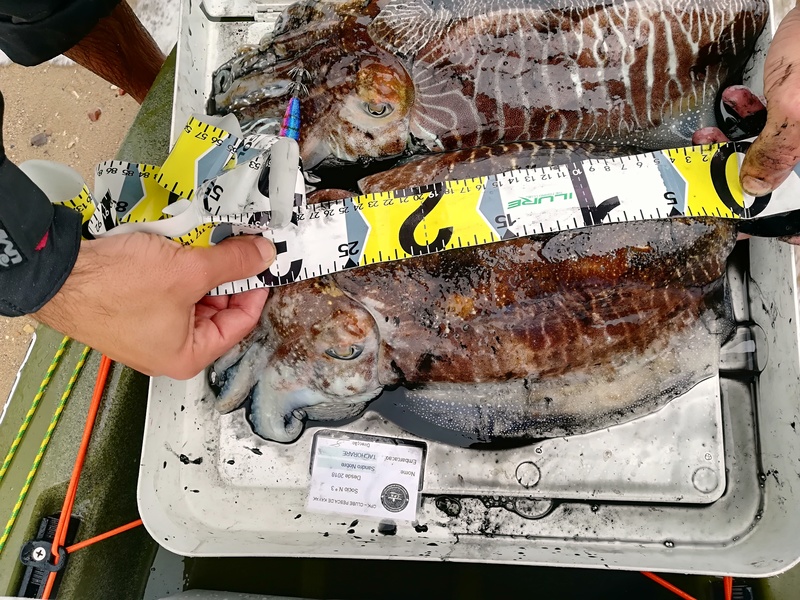 Fish Measure Picture