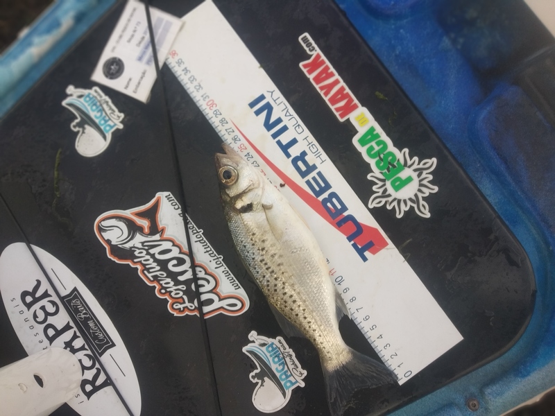 Fish Measure Picture