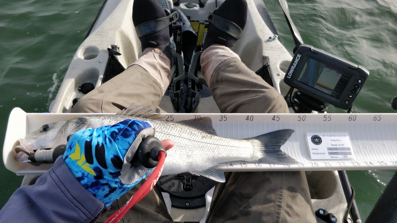 Fish Measure Picture