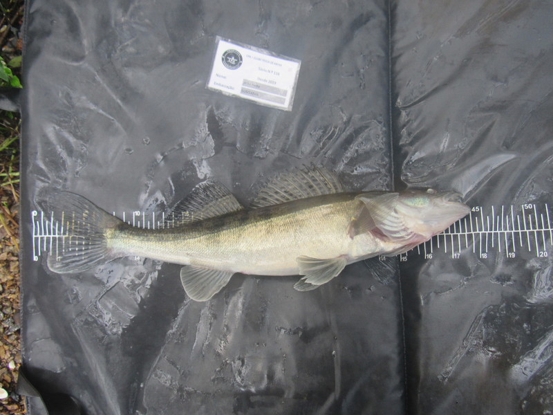 Fish Measure Picture