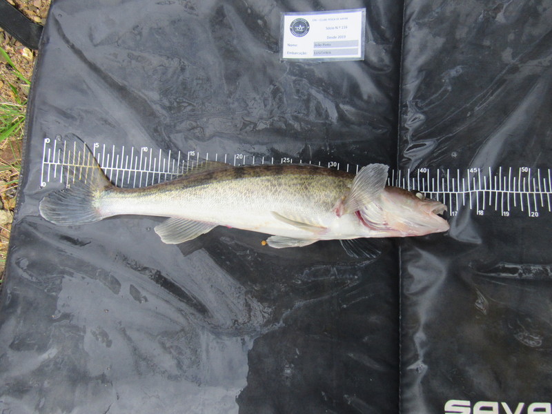Fish Measure Picture