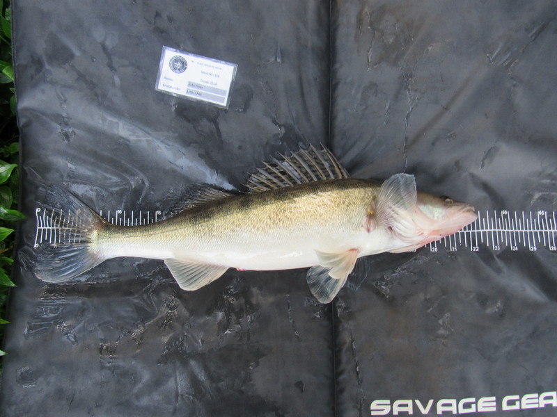 Fish Measure Picture