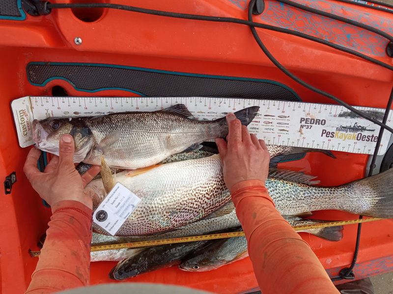 Fish Measure Picture