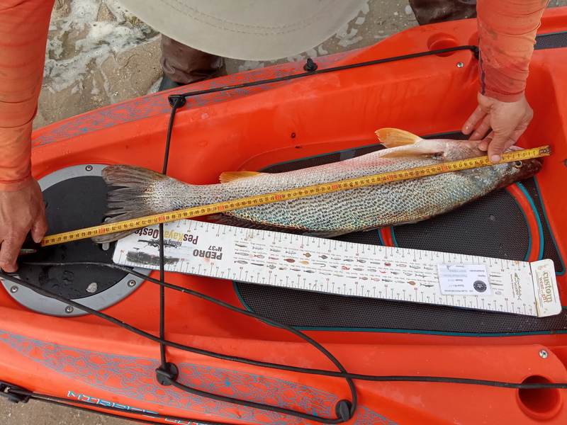 Fish Measure Picture