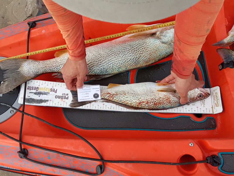 Fish Measure Picture